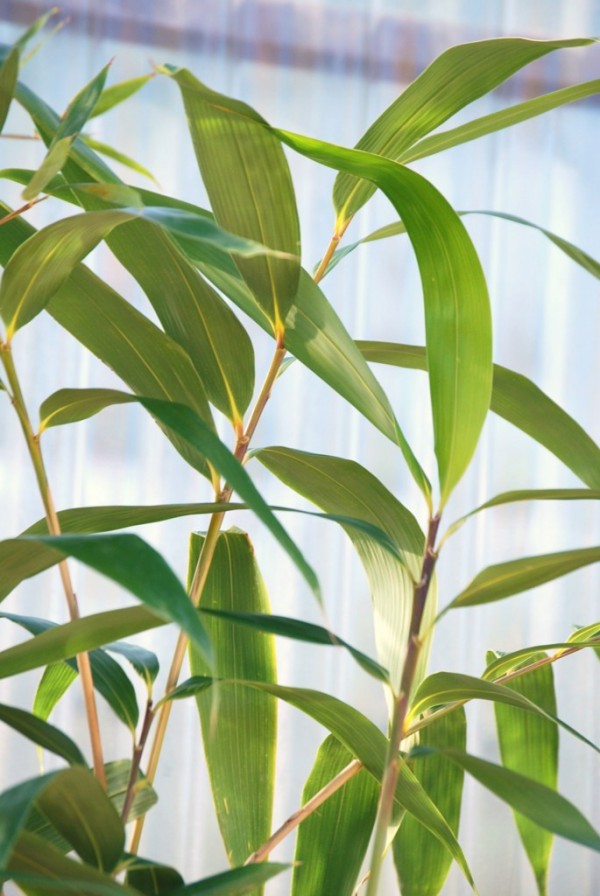 Bambous Auréa Bissetti, Nigra, Spectabilis, Japonais
