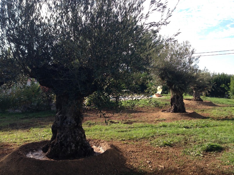 olivier bonzai rustique