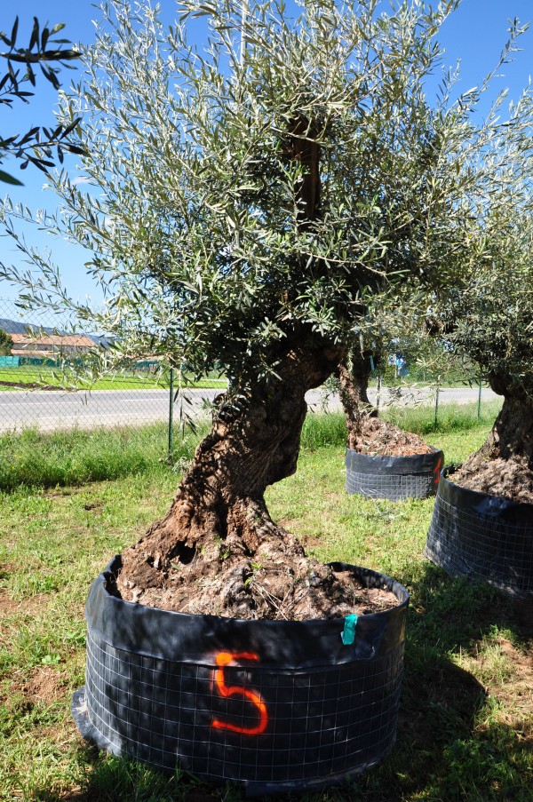 olivier 5