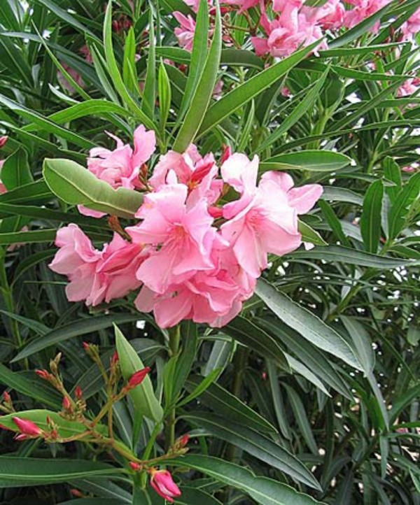 Nerium oleander (laurier rose)