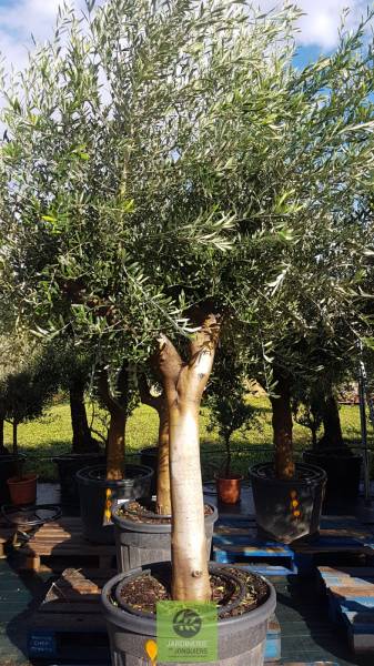 Olivier conteneur 90/110 Lt