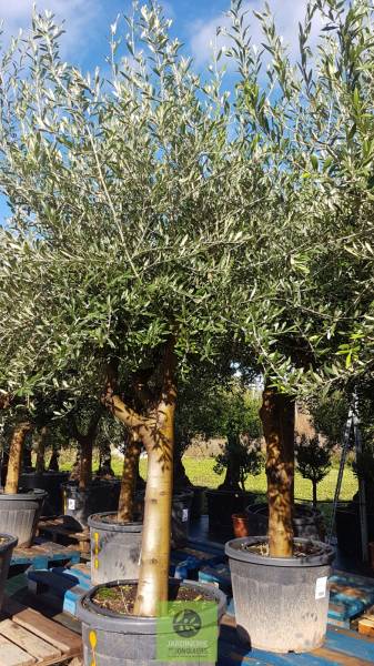 Olivier conteneur 90/110 Lt