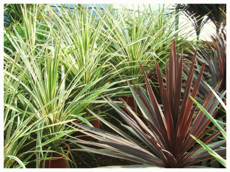 Les Cordylines