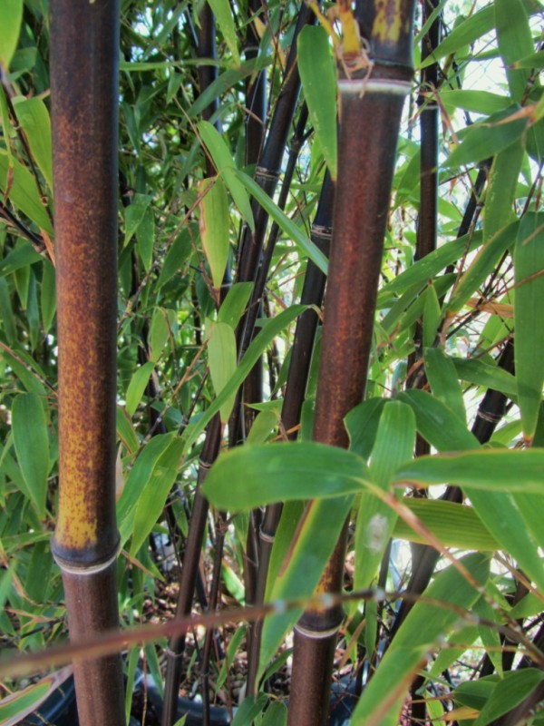 Bambou nigra