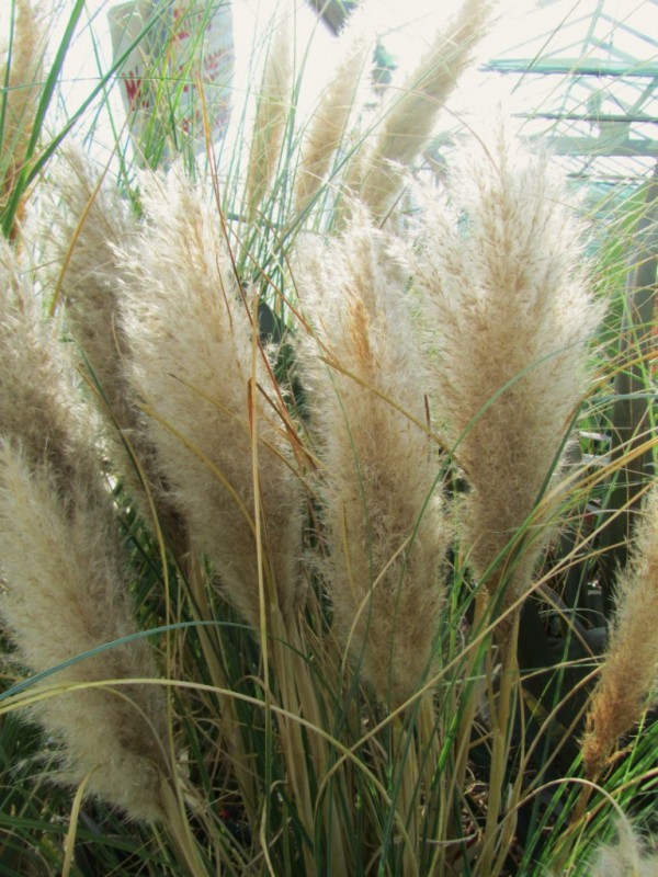 Cortaderia selloana ou Herbe de la pampa