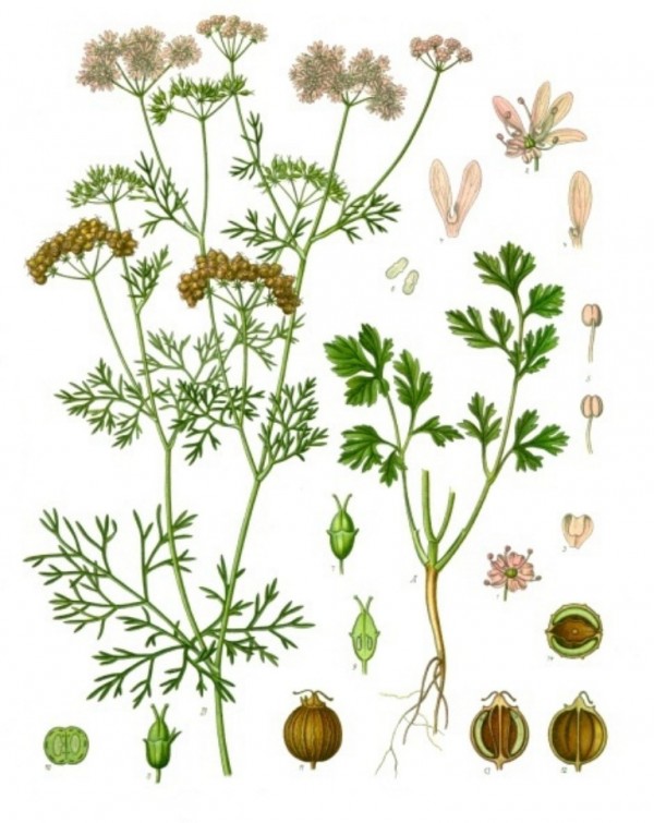 Coriandre