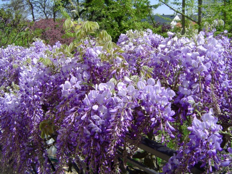 Glycine