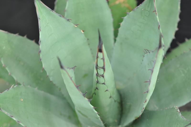 Agave 