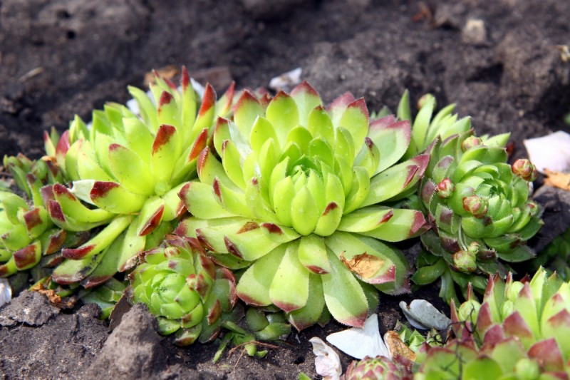 sempervivum ou joubarbe