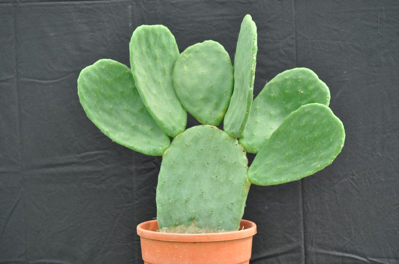 Opuntia ou figuier de barbarie