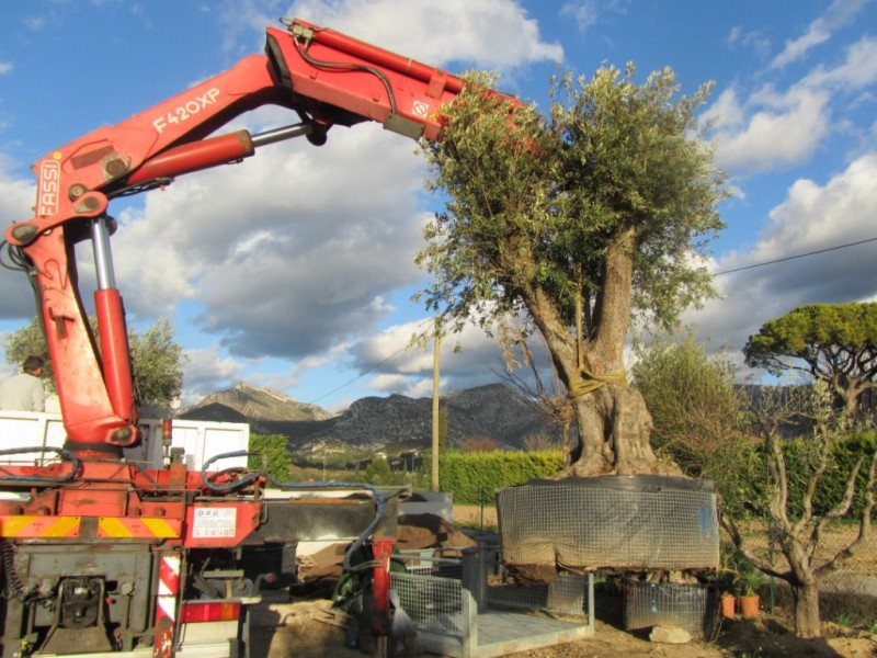 Transport et levage d'oliviers centenaires Aubagne