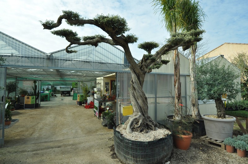 Olivier centenaire macro bonsai