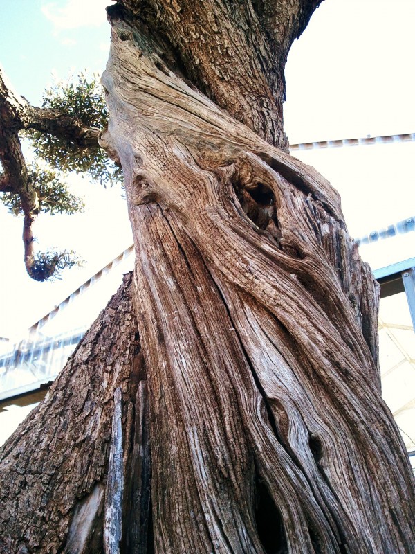 Olivier centenaire macro bonsai