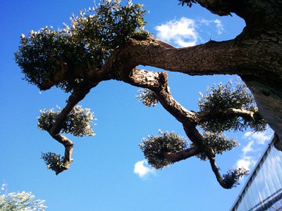 Olivier centenaire macro bonsai