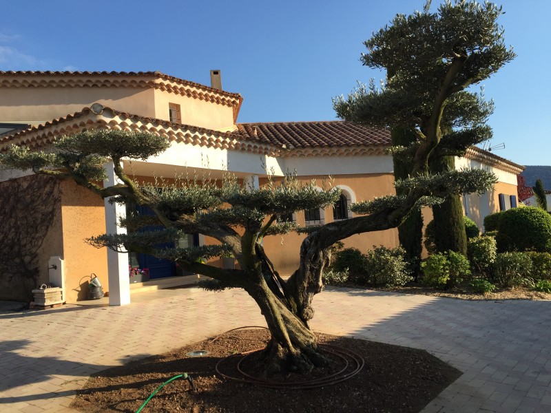 Olivier centenaire macro bonsai