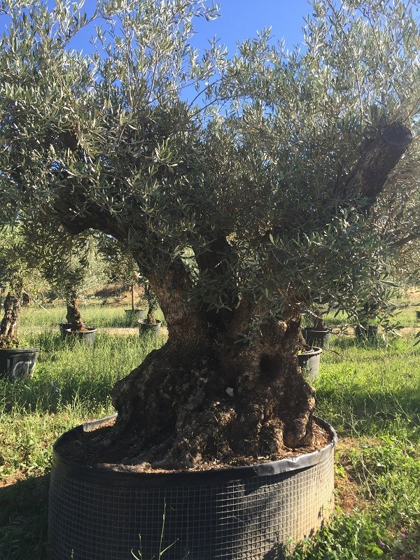 Olivier tronc triple TR1