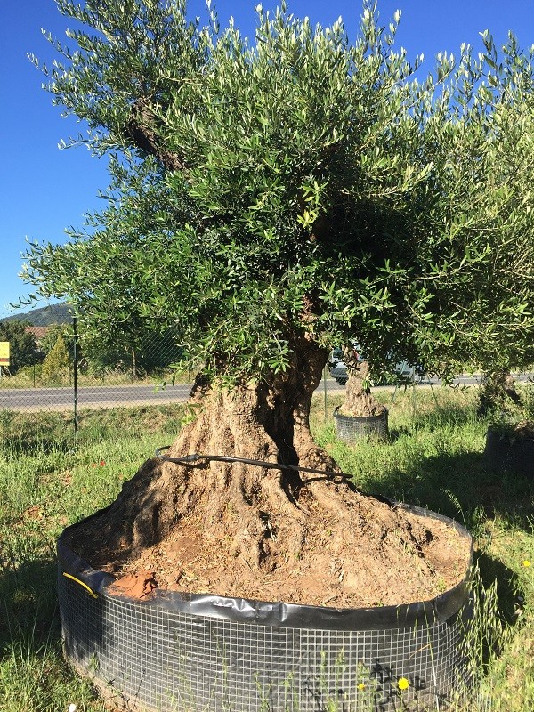 Olivier centenaire FRED3