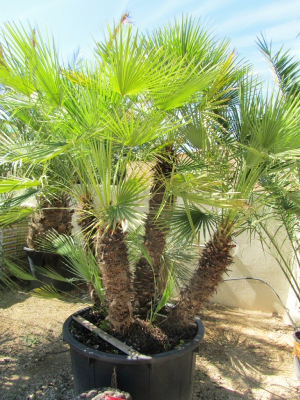 Chamaerops humilis