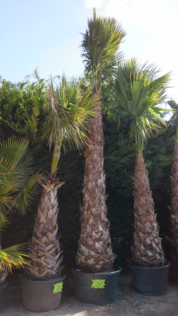 Washingtonia