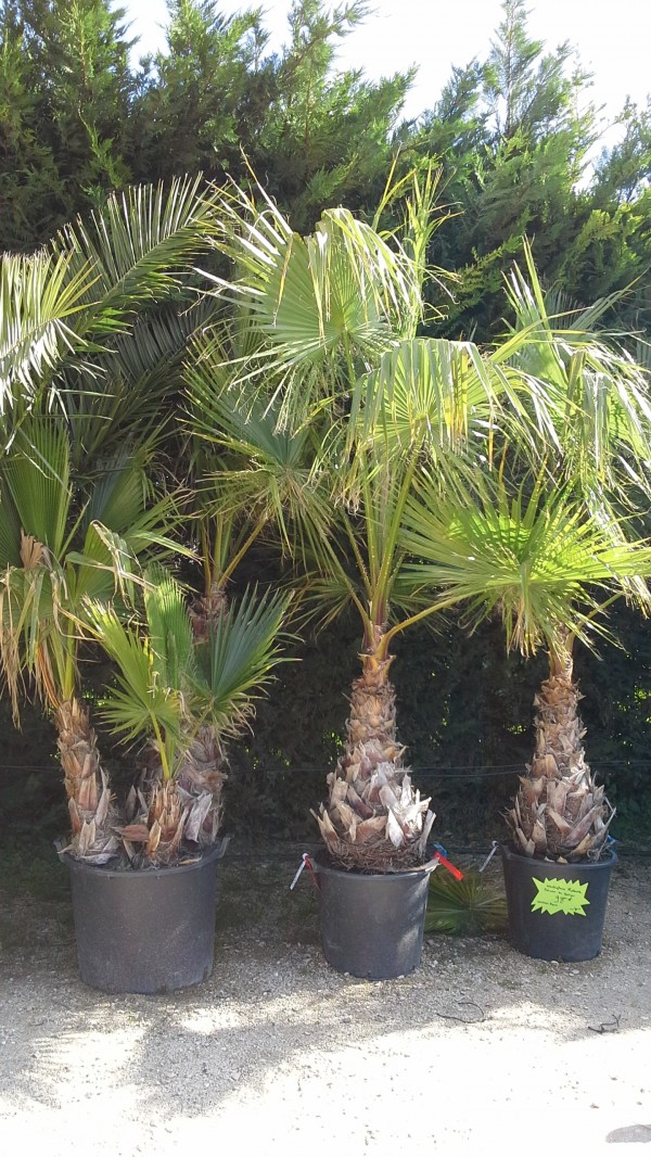 Washingtonia