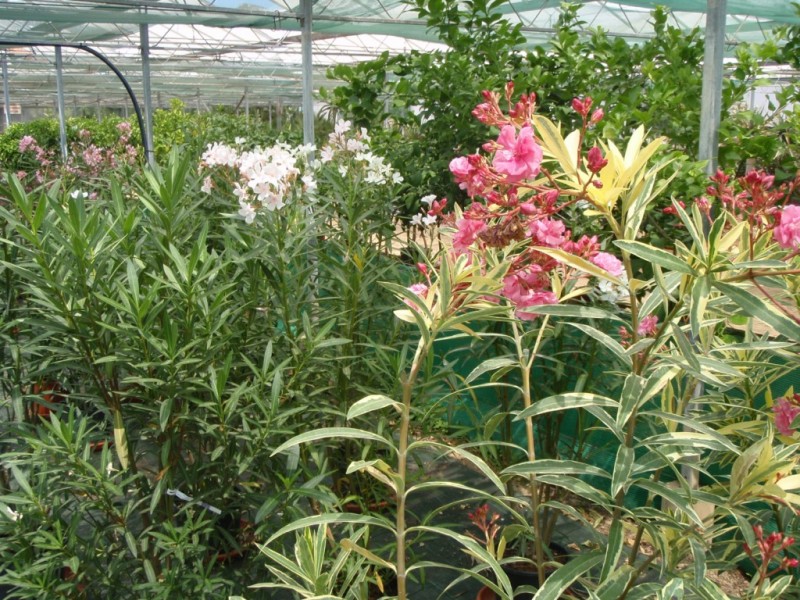 Nerium oleander (laurier rose)